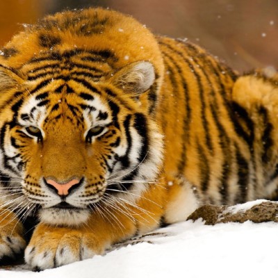 1920 x 1080 HD Wallpapers 2655